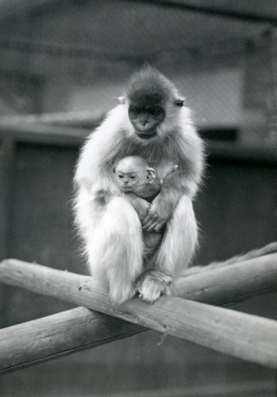 A Capped Langur Holding Baby While Sitting on a Beam, London Zoo, 6th October 1913 by Frederick William Bond