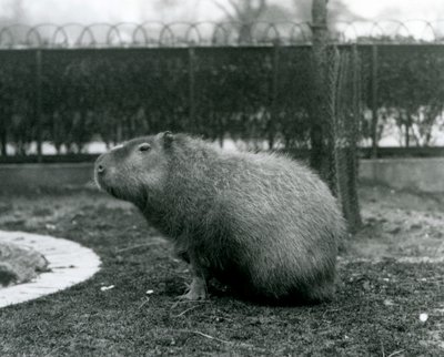 A Capybara Sitting in Its Enclosure at London Zoo (August 1927) by Frederick William Bond