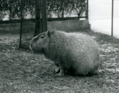 A Capybara sitting in its enclosure at London Zoo by Frederick William Bond