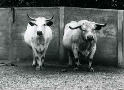 A Chartley Bull and Cow at London Zoo by Frederick William Bond