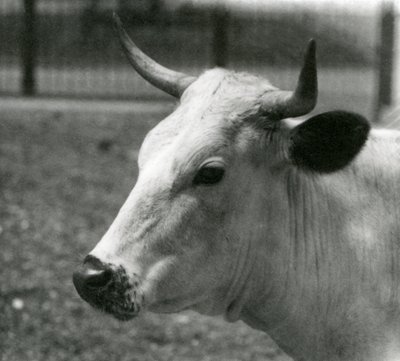 A Chartley Cow at London Zoo, July 1924 by Frederick William Bond
