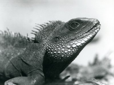 A Chinese/Asian/Thai/Green Water Dragon at London Zoo in August 1928 by Frederick William Bond