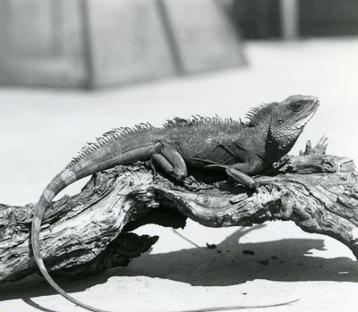 A Chinese/Asian/Thai/Green Water Dragon Resting on a Log at London Zoo in 1928 by Frederick William Bond