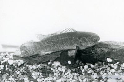 A Climbing Perch resting on rocks and gravel at the bottom of its tank, in water at London Zoo in September 1928 by Frederick William Bond