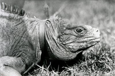 A Clouded Rock Iguana Methuselah, Wearing a Collar, Walking on a Lawn at London Zoo, July 1924 by Frederick William Bond
