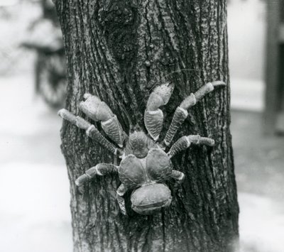 A Coconut Crab climbing a tree, London Zoo, 1927 by Frederick William Bond