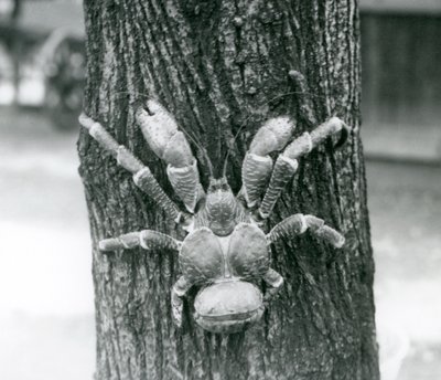 A Coconut Crab Climbing a Tree, London Zoo, July 1927 by Frederick William Bond