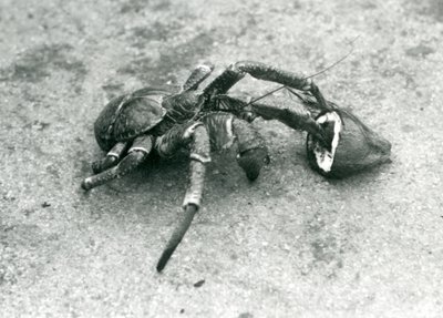 A Coconut Crab Feeding on Coconut, London Zoo, July 1927 by Frederick William Bond