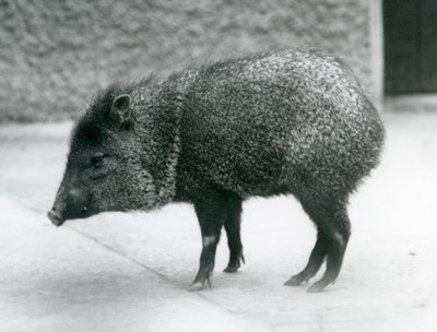 A Collared Peccary at London Zoo by Frederick William Bond