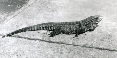 A Common Gold Golden Black Columbian Tegu or Tiger Lizard at London Zoo in August 1926 by Frederick William Bond