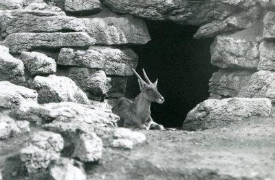 A Common Eland Resting in the Entrance of His Shelter Amongst the Rocks in the Eland/Antelope Paddock, London Zoo in 1929 by Frederick William Bond