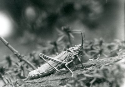 A Common Milkweed Locust at London Zoo by Frederick William Bond