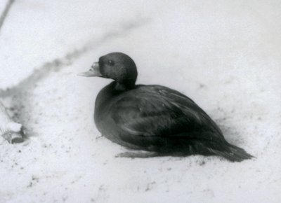 Common Scoter at London Zoo in 1925 by Frederick William Bond