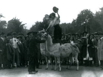 A Cowgirl Stands Astride Two Llamas During a Visit to London Zoo by Frederick William Bond