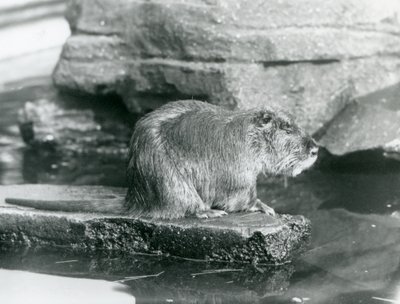 A Coypu Sitting on a Rocky Ledge in a Pool in Its Enclosure at London Zoo, February 1928 by Frederick William Bond