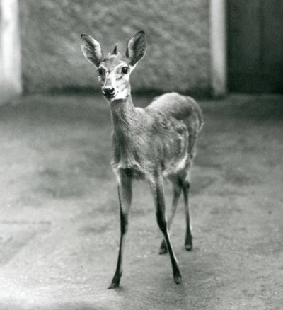 A Crowned Sahel West African Bush Duiker at London Zoo in August 1927 by Frederick William Bond
