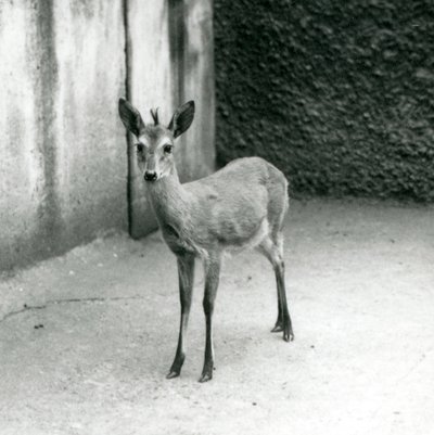 A Crowned Sahel West African Bush Duiker at London Zoo in August 1927 by Frederick William Bond