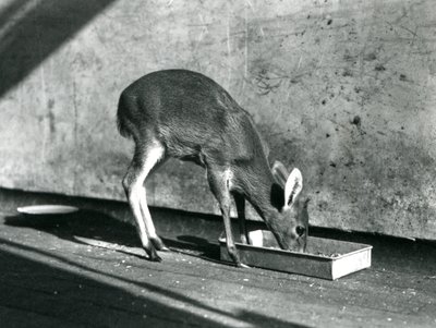 A Duiker feeding from a tray on the ground, London Zoo, July 1925 by Frederick William Bond