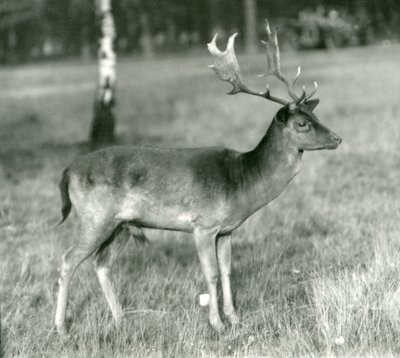 A Fallow Deer Buck at London Zoo in October 1924 by Frederick William Bond