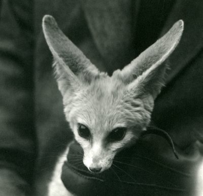 A Fennec Fox Held Around the Neck by a Gloved Keeper, 1924 by Frederick William Bond