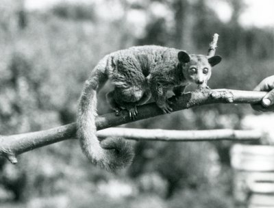 A Galago Walking Along a Branch Held by a Keeper, London Zoo by Frederick William Bond