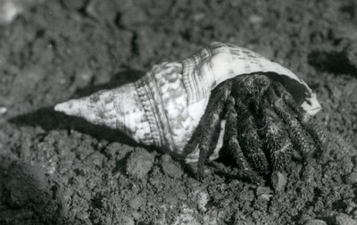 A Giant Hermit Crab in its shell, London Zoo in 1925 by Frederick William Bond