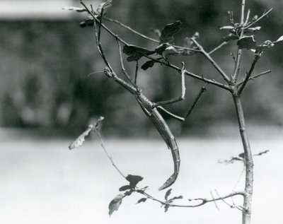 A Giant Stick Insect Camouflaged on a Twig at London Zoo in 1923 by Frederick William Bond