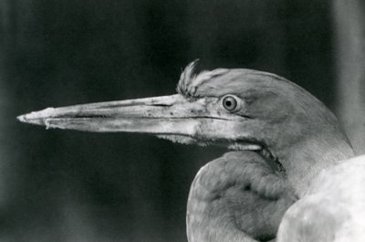 A Goliath Heron at London Zoo in 1924 by Frederick William Bond