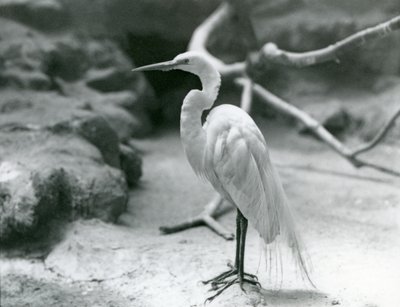 A Great Common Egret or Great White Heron in breeding plumage, standing on the floor of its enclosure at London Zoo in June 1928 by Frederick William Bond