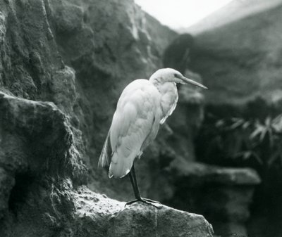 A Great Common Egret or Great White Heron Standing on a Rock at London Zoo by Frederick William Bond