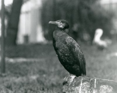 A Great Cormorant at London Zoo by Frederick William Bond