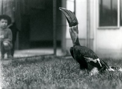 A Great Hornbill looking upward while standing on the grass in its aviary, with a small boy in the background, London Zoo, 1924 by Frederick William Bond