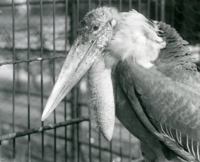 A Greater Adjutant Stork at London Zoo in July 1925 by Frederick William Bond