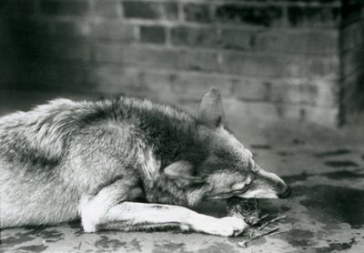 A Grey Timber Wolf lying down to eat at London Zoo in 1927 by Frederick William Bond