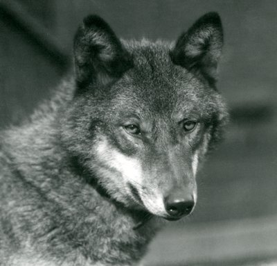 A Grey Wolf at London Zoo, 1925 by Frederick William Bond