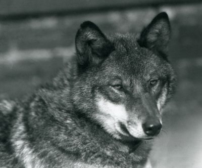 A Grey Wolf at London Zoo, 1925 by Frederick William Bond
