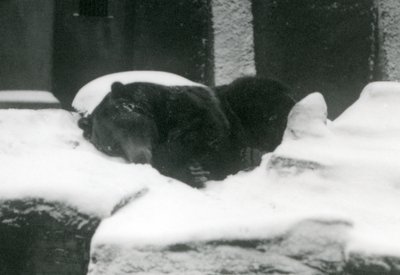 A Grizzly Bear Asleep in the Snow, London Zoo, 1924 by Frederick William Bond