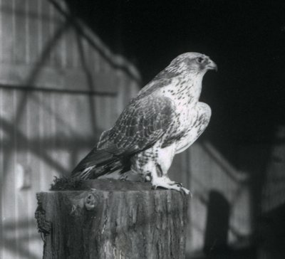 A Gyrfalcon resting on a log, London Zoo, December 1925 by Frederick William Bond