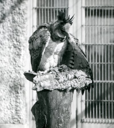 A Harpy Eagle at London Zoo, April 1914 by Frederick William Bond