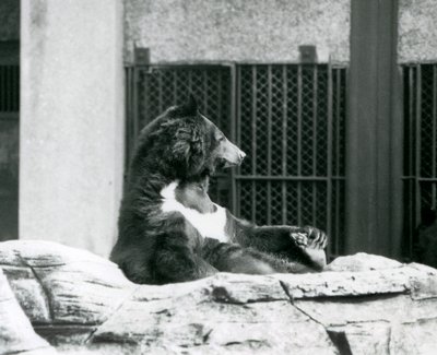 A Himalayan Black Bear Sitting Back on Rocks, Holding Its Toes, London Zoo by Frederick William Bond