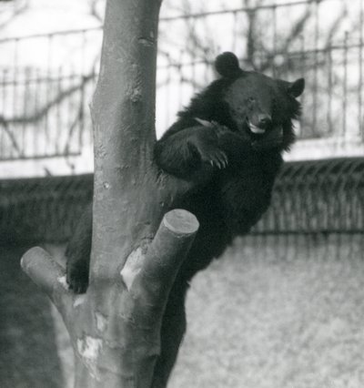 A Himalayan Brown Bear Isabelline Bear Dzu-Teh in a Tree at London Zoo in 1925 by Frederick William Bond