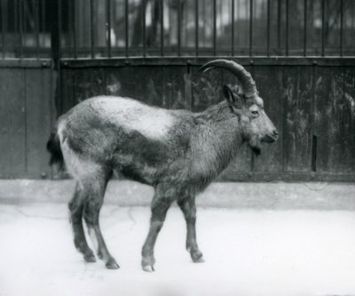 A Himalayan Ibex standing at London Zoo by Frederick William Bond