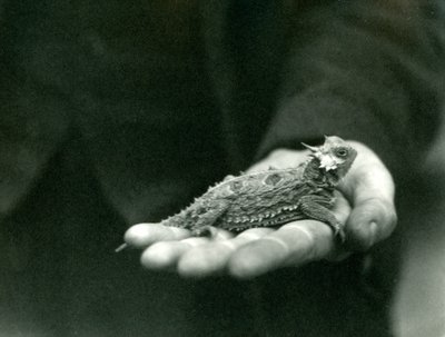 A Horned Lizard rests in its keeper