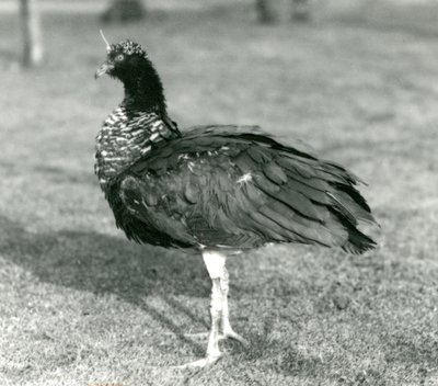 A Horned Screamer Standing on Grass at London Zoo by Frederick William Bond