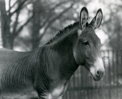 A Hybrid Zebra at London Zoo in July 1924 by Frederick William Bond