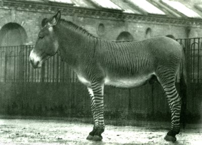 A Hybrid Zebra in its Enclosure at London Zoo, 1924 by Frederick William Bond