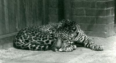 A Jaguar resting at London Zoo in June 1924 by Frederick William Bond