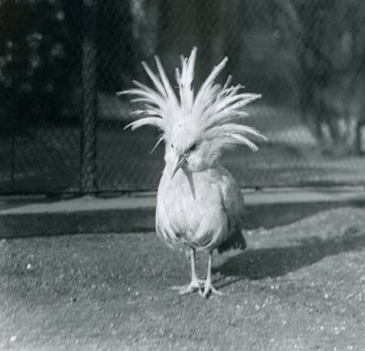A Kagu or Cagu displaying its crest feathers at London Zoo, June 1921 by Frederick William Bond