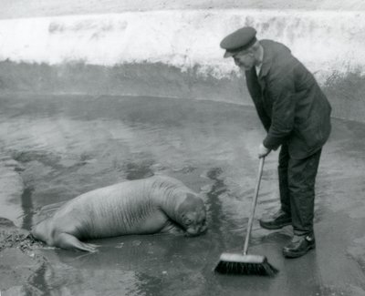 A Keeper Sweeps the Walrus Pool, London Zoo, August 1924 by Frederick William Bond