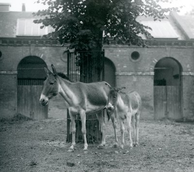 A Kiang and Her Foal Standing Under a Tree in Their Paddock, London Zoo (August 1927) by Frederick William Bond